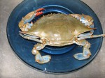Cleaning live crab